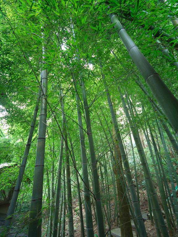 Hakone Tokinoshizuku Hotel Luaran gambar Bamboo forest